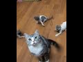 Daily cute and funny cat 93 shorts cat