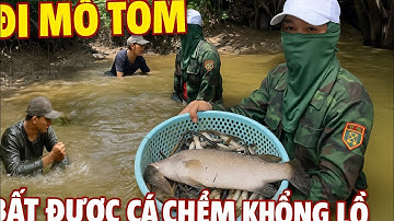 Đi Mò Tôm Bất Ngờ Bắt Được Cá Chẽm Khổng Lồ Dưới Mương – Ai Cũng Sốc Khi Thấy!