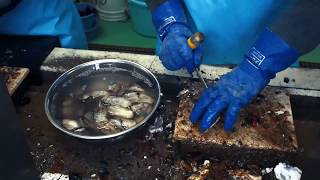 プリプリ濃厚極上生牡蠣！殻付き牡蠣の剥き方。三陸宮城県産