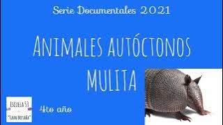 La mulita. Serie Documentales 2021- Animales autóctonos.