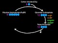 8.3 Light-Independent Reactions of Photosynthesis