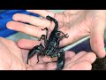 🦂 Escorpión Azul Asiático de Bosque (Heterometrus cyaneus) - Cuidados, características, y, Ataque! 🦂