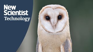 VR headset gives humans 360 degrees 'owl vision'