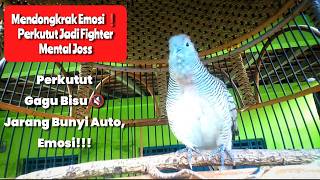 Download lagu SUARANYA🔊 PALING DI CARI UNTUK PENDONGKRAK PERKUTUT JADI EMOSI❗AUTO, FIGHTER #perkutut #burung