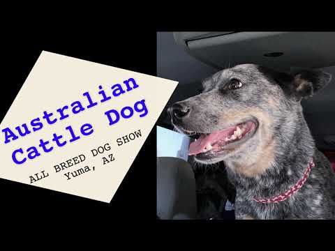AUSTRALIAN CATTLE DOG