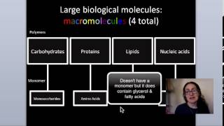Intro to Macromolecules.mp4
