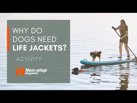 Video: Het verminderen van de hondenverzekering met Multi-Pet Insurance