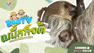🔴 Live! Elsa &amp; Baby Sloth | 28-3-2026 , 15:00 | Zoo TV สวนสัตว์เปิดเขาเขียว