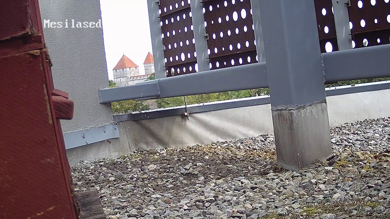 Kasutaja GOSPA Georg Ots Spa hotel otseülekanne