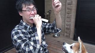 【ASMR】牛あばら骨咀嚼音【秋田犬】