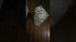 Cute Turkish Angora Cat Does Tricks