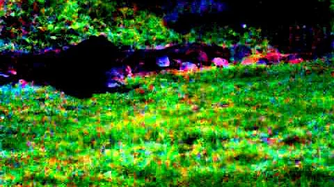 Black Bear 3