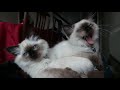 RAGDOLL KITTENS