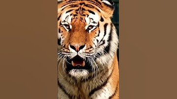 Thumbnail of Scary tiger