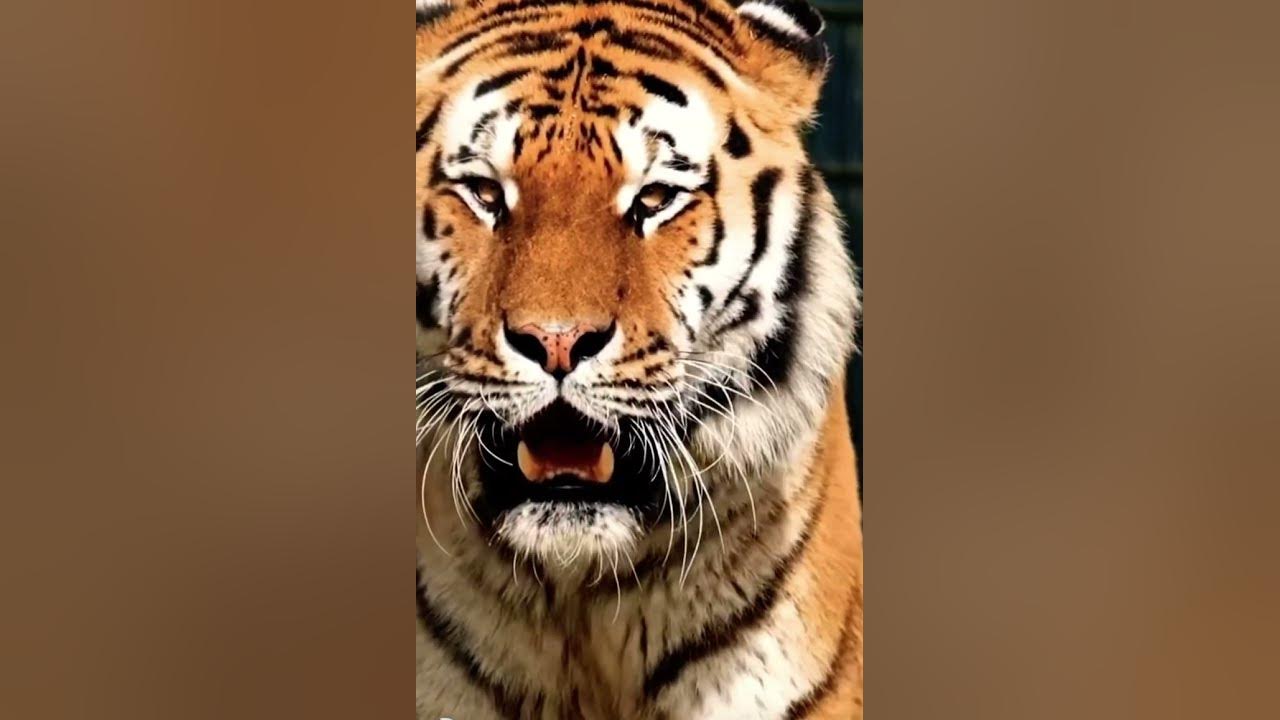 Scary tiger
