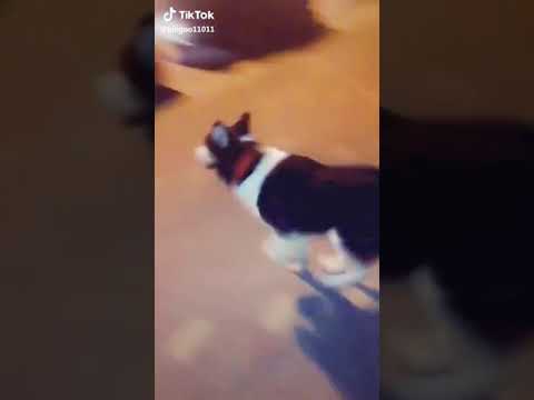 كم واحد من عندكم يحب الحيوان و اش تسمو