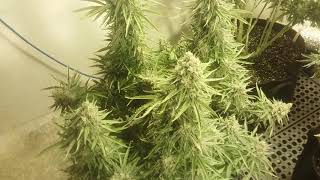Amnesia2.0, Black sugar, C99 x Blueberry grow journal for 420magazine