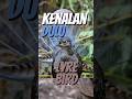 Nge'save' suara cik🗿 - Lyrebird#animals