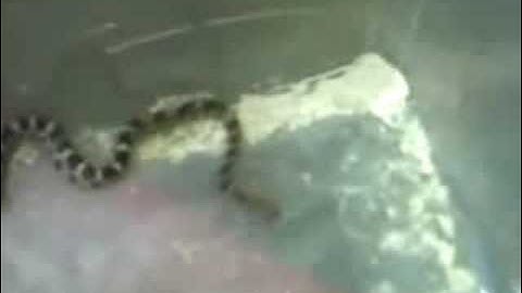 Reptile Montage " Best Of HordeFTL"