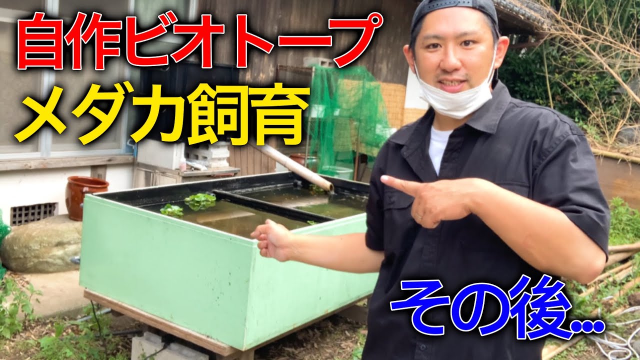 濁りまくった自作ビオトープのその後 メダカ飼育 Youtube 濁りまくった自作ビオトープのその後 メダカ飼育 Youtube