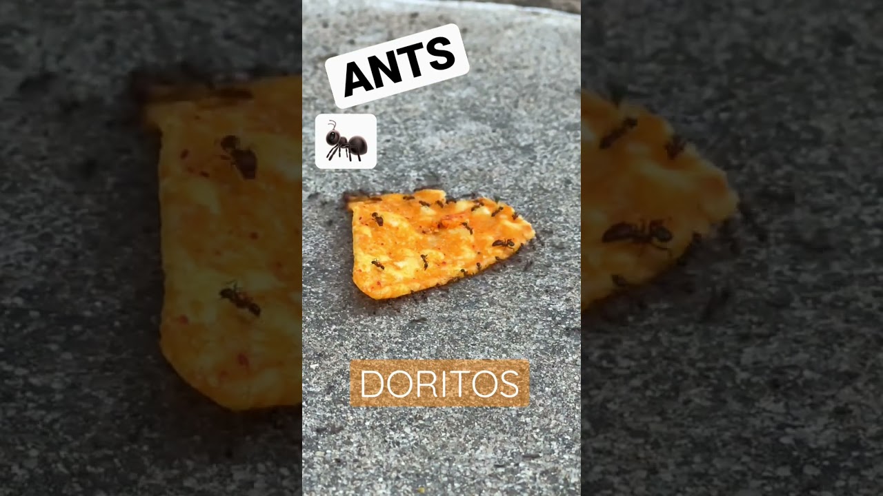 ANTS Timelapse Doritos 🐜🐜🐜 | 