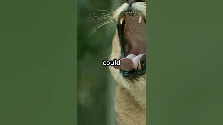 Colorado Jogger Kills Mountain Lion with Bare Hands!  #mountainlion #wildlife #animals #shorts