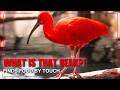 What Is That Beak! The Amazing World of Ibises!