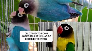Posso reproduzir agapornis de linhas de cores diferentes  ? by Carlos Augusto criações 611 views 3 days ago 11 minutes, 31 seconds