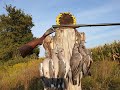 Охота на Вяхиря без чучел, ружьё ИЖ-Б-46, начало перелёта, Pigeon hunting 2020...#birdhunters