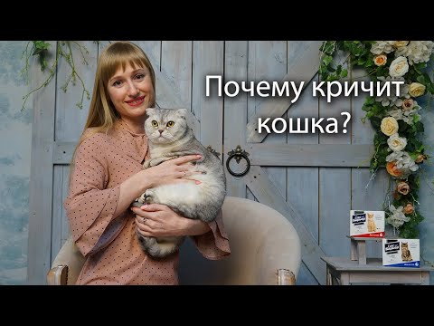 Почему кричит кошка? Возможные причины и способы успокоить питомца + АКЦИЯ