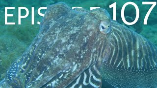 Episode 107 - Cephalopoda II - Coleoidea - The Squid, Cuttlefish, and Octopus