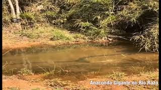 Anaconda Gigante no Rio Razo.