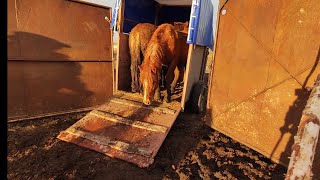 видео: Жеребцы Баланс и Лакмус приехали к кобылам. картинка: Жеребцы Баланс и Лакмус приехали к кобылам.