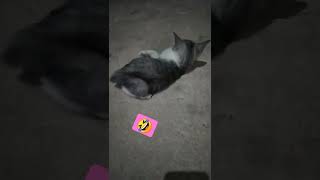 Bocil Dibuat Bebas Sebelum Ayank Datang