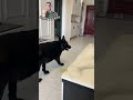 Лучшая команда для собаки!