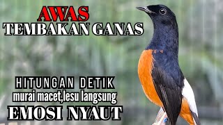 Download Lagu murai batu FIGHTER BONGKAR ISIAN !! Ampuh buat PANCINGAN murai batu jarang bunyi langsung NYAMBER MP3