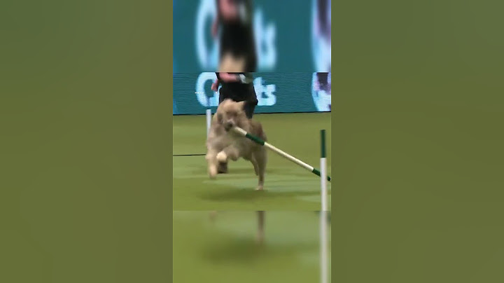 Poor little guy just wanted to play… 😢 #dog #cute