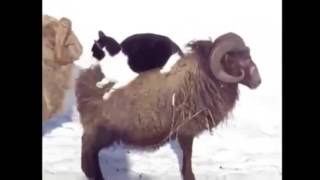 ПРИКОЛЫ ПРО ЖИВОТНЫХ САМЫЕ ЛУЧШИЕ ПРИКОЛЫ 2016 ПРИКОЛЫ ПРО ЖИВОТНЫХ САМЫЕ ЛУЧШИЕ ПРИКОЛЫ 2016