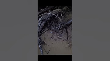 This was the brightest metal detecting find of the night #minelab #manticore #shorts