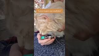 leren begint met snuffelen | Kattentrimsalon Kitties \u0026 Zo