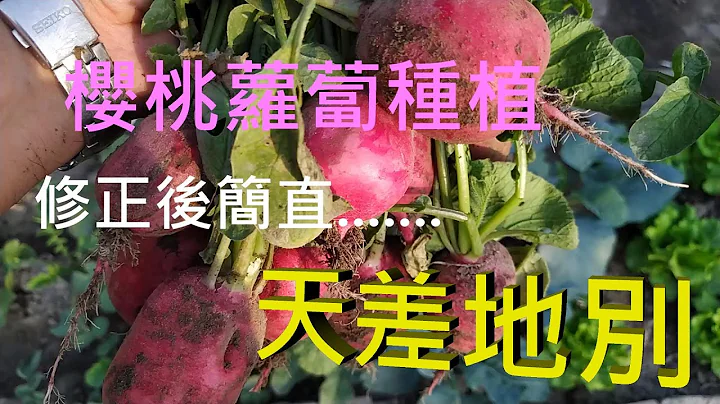 [櫻桃蘿蔔種植]01修正了第一次的種植實驗  感覺改善了許多 - 天天要聞