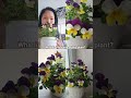 Gusto mo bang Malaman see description #flowershorts #flowers #dont_forget_to_like_and_subscribe