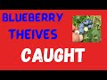 BLUEBERRY FARM UPDATE