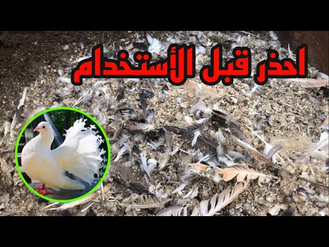 فيديو: زراعة الفراولة على الالياف الزراعية هي تقنية جديدة لتحقيق عائد مرتفع