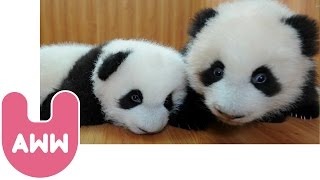 Baby Panda Twins