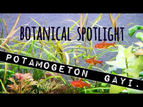 Botanical Spotlight: Potamogeton Gayi. An Elegant & Affordable, High-, or Low-Tech Aquarium Plant.