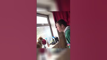 #tbt Cat Beatbox Battle  #dlow