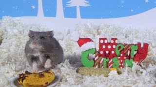 Day 3: Christmas Treats - Cute Hamsters: 12 Days of Christmas