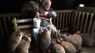 Mobbed by Raccoons Again