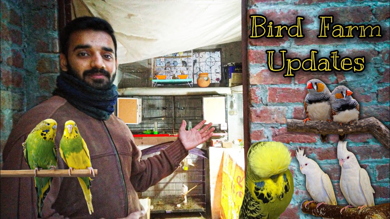 My Bird Farm Complete Updates | Australian Parrots Breeding Setup Updates | Cocktails Progress